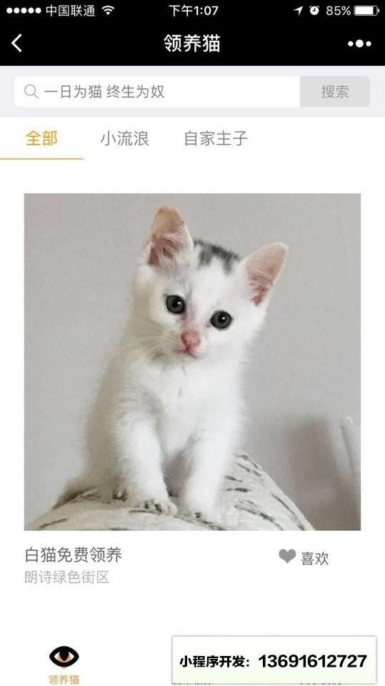 领养猫小程序截图