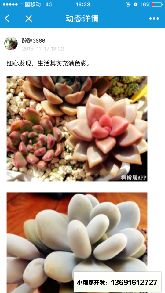 枫桥居花卉小程序截图